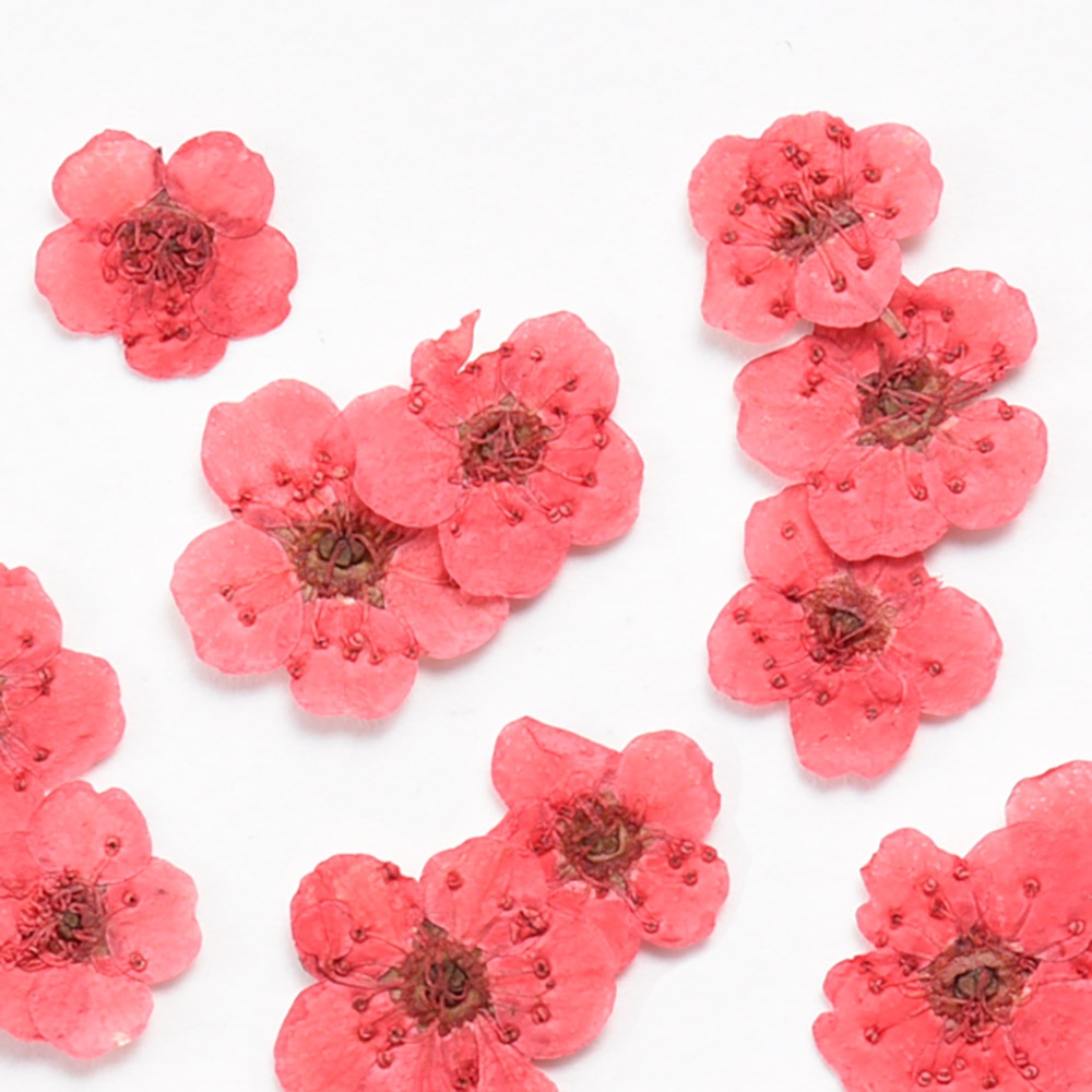 ドライフラワー 押し花 こでまり レッド レジン ドライフラワー 押し花 こでまり ビーズx Sense