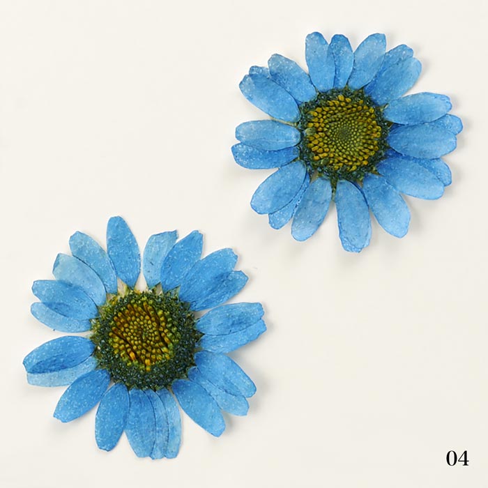 �ɥ饤�ե��ʲ����֡˥ǥ��������֥롼���������/�����ѡ���/�쥸��/resin/�ϥ�ɥᥤ��/���/���ꥢ�������꡼/�ֻ���