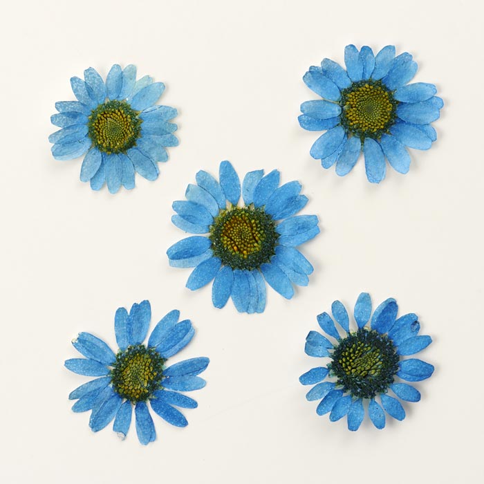 �ɥ饤�ե��ʲ����֡˥ǥ��������֥롼���������/�����ѡ���/�쥸��/resin/�ϥ�ɥᥤ��/���/���ꥢ�������꡼/�ֻ���