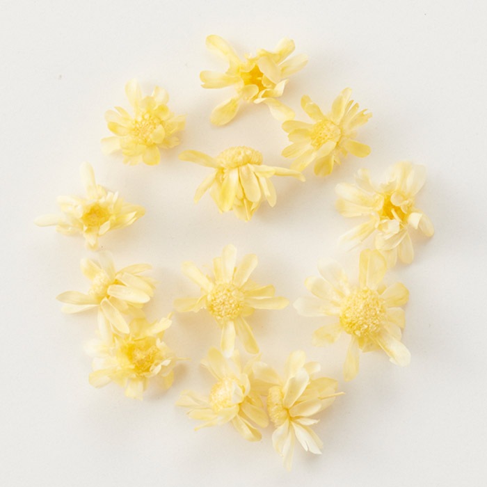 �ɥ饤�ե� �������ե� ���꡼�।���������������/�����ѡ���/������/�쥸��/resin/�ϥ�ɥᥤ��/���/���ꥢ�������꡼/�ֻ���