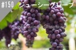 ���ڹ�����#150 ���塼�������졼��/Juicy Grape
