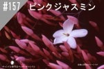 ڹNEW#154  ԥ󥯥㥹ߥ/Pink Jasmine