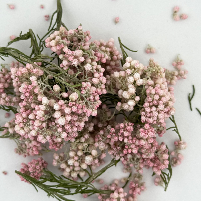 tree shade ベルガムナッツとレモンリーフのスワッグ 35〜47cm 危なく 