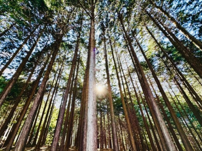 ◇【香料】#202 ヒノキ 【重要】NEW2月入荷分より成分に一部改良が