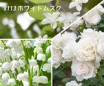 ڹ#113ۥ磻ȥॹ/White Musk