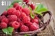 ���ڹ�����NEW#100���饺�٥꡼/Raspberry