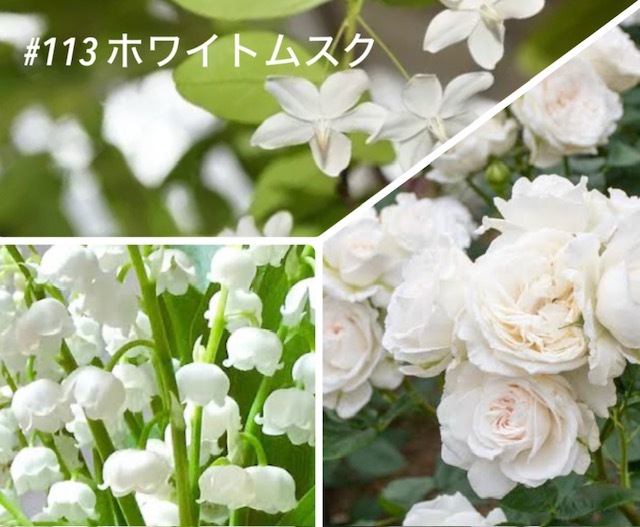 ���ڹ�����#113���ۥ磻�ȥॹ��/White Musk