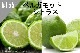 ���ڹ�����#166 �٥륬��åȥ��ȥ饹/ Bergamot citrus