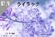 ڹNEW#176 饤å/Lilac