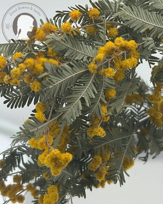 楽天市場】ミモザ リース 生花の通販 かよん様専用 ミモザ 生花