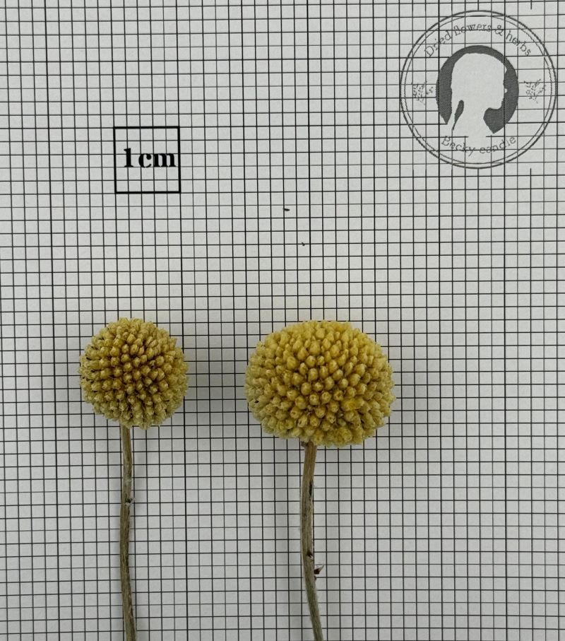 �ڥɥ饤�ϡ��֡� ���������ܡ��� 2024ǯ����1�ѥå�5�����ꡡ#0401-001