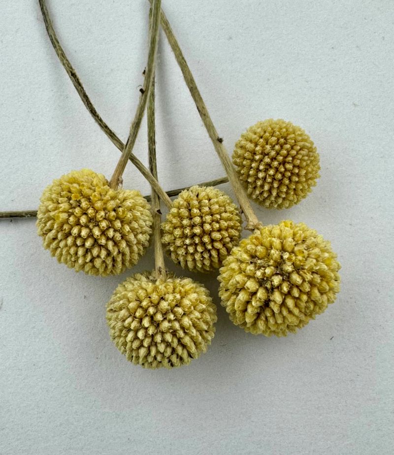 �ڥɥ饤�ϡ��֡� ���������ܡ��� 2024ǯ����1�ѥå�5�����ꡡ#0401-001