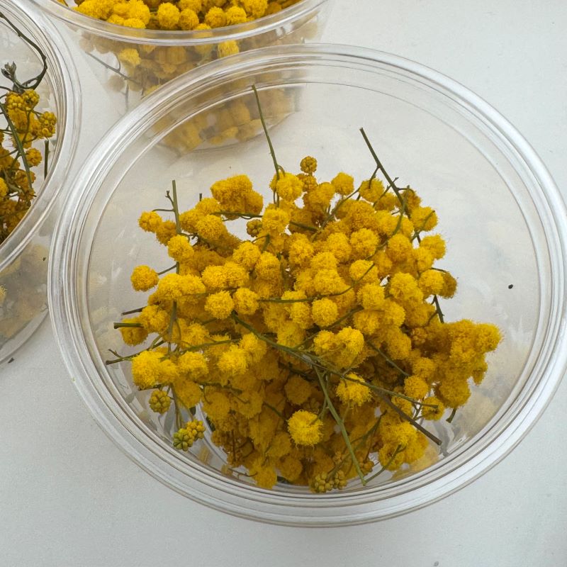 �ڥɥ饤�ϡ��֡ۥ�����ǥ�ߥ⥶�إå� 2025ǯ����1�ѥå�