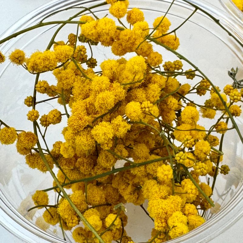 �ڥɥ饤�ϡ��֡ۥ�����ǥ�ߥ⥶�إå� 2025ǯ����1�ѥå�