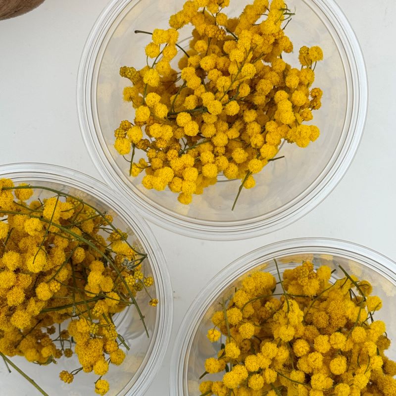 �ڥɥ饤�ϡ��֡ۥ�����ǥ�ߥ⥶�إå� 2025ǯ����1�ѥå�