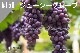 ���ڹ�����#150 ���塼�������졼��/Juicy Grape