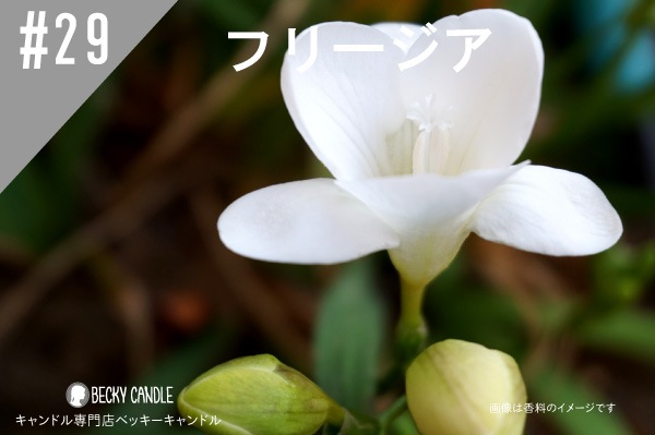 ���ڹ�����#29 �ե꡼����/Freesia