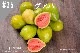 ���ڹ�����#35 ������/Guava