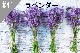 ���ڹ�����#41 ��٥����/Lavender���ڽ��ס�NEW2������ʬ�����ʬ�˰������ɤ��������ޤ���