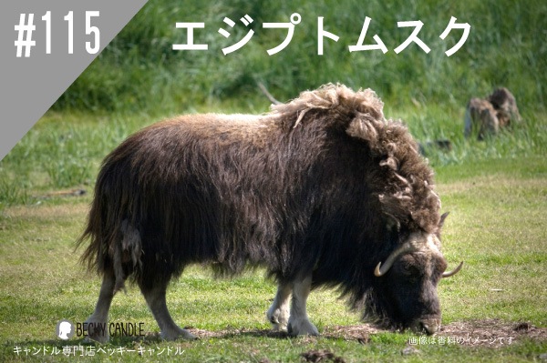 ���ڹ�����#115 �����ץȥॹ��/Egyptian��Musk���ڽ��ס�NEW2������ʬ�����ʬ�˰������ɤ��������ޤ���