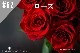 ڹ#62 /RoseڽסNEW2ʬʬ˰ɤޤ