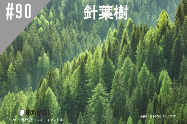 ���ڹ�����#90 ���ռ�/BalsamFir
