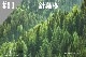 ���ڹ�����#90 ���ռ�/BalsamFir