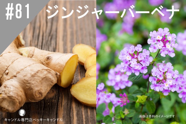 ���ڹ�����#81�����󥸥㡼�С��٥�/Gingerverbena
