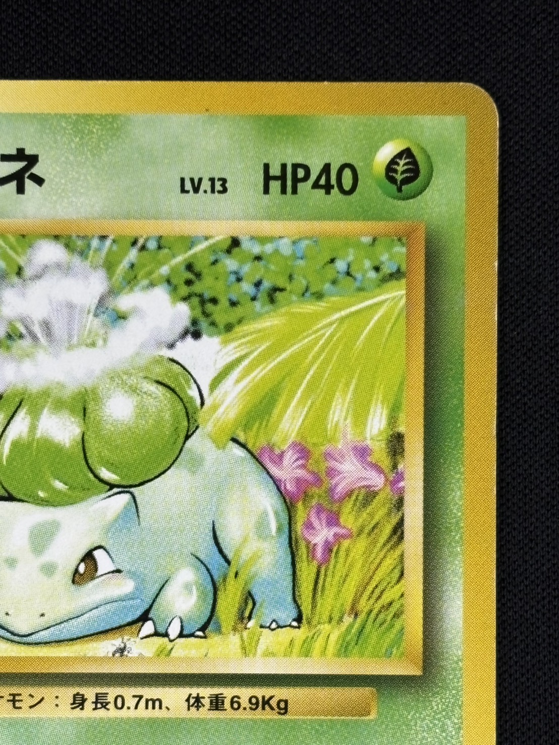 状態C】フシギダネ Lv.13 《旧裏/マーク無し》[](No.001) | ポケモン