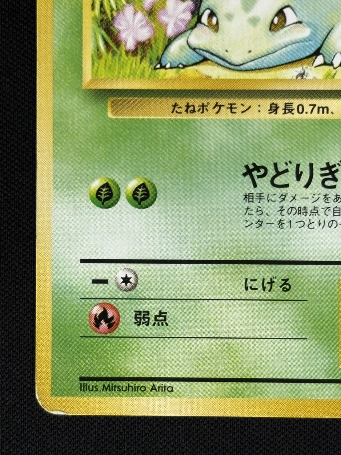 状態C】フシギダネ Lv.13 《旧裏/マーク無し》[](No.001) | ポケモン