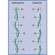 BELDEN ET-1305A-S-** CAT5e���������󥱡��֥�(NEUTRIK ���������� ����С�)