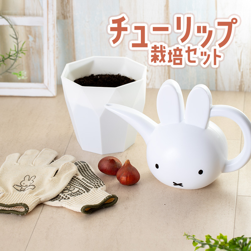 【直送商品A】ミッフィーと一緒に始めるチューリップ栽培セット