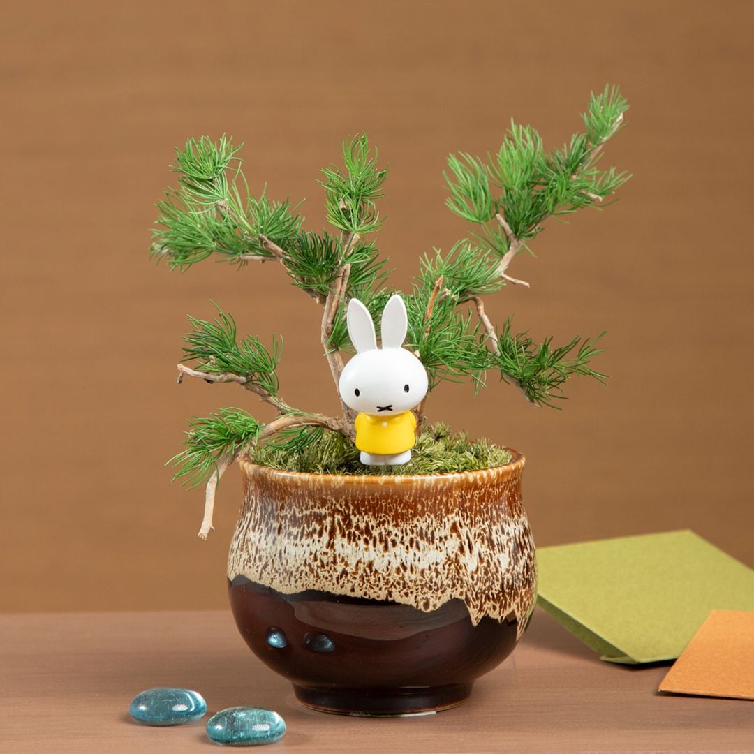 Flower Miffy 瀬戸焼鉢プリザーブドフラワー ミニ盆栽 ボリス | すべて