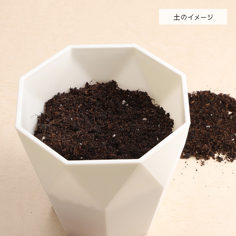 【直送商品A】ミッフィーと一緒に始めるチューリップ栽培セット