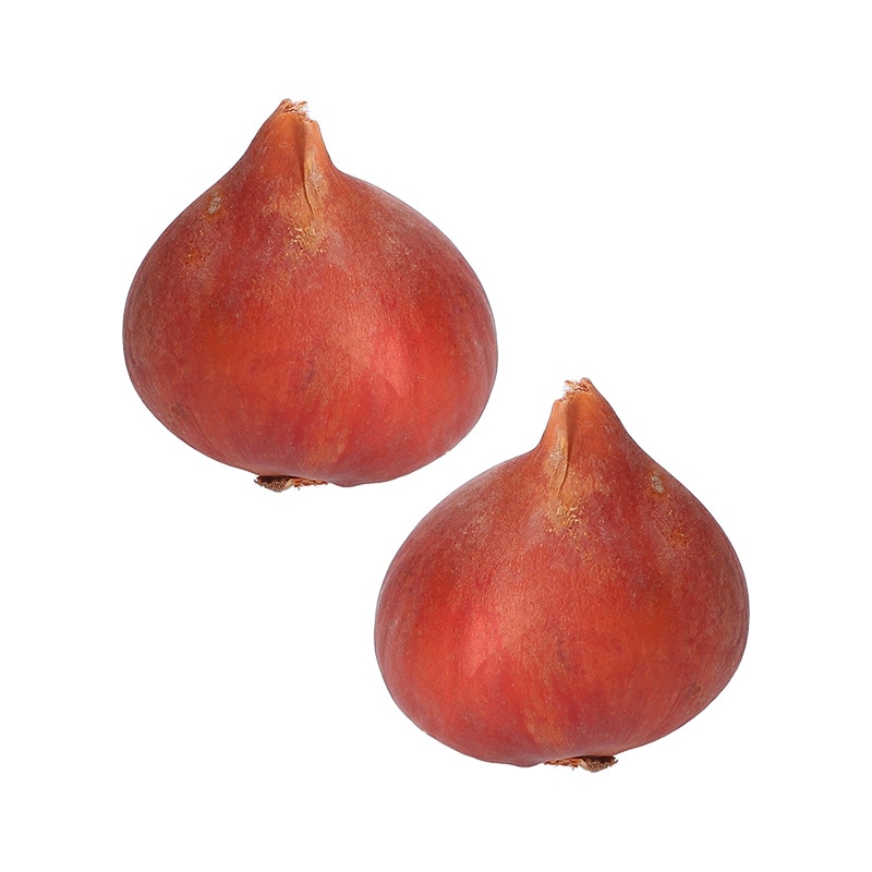 【直送商品A】ミッフィーと一緒に始めるチューリップ栽培セット