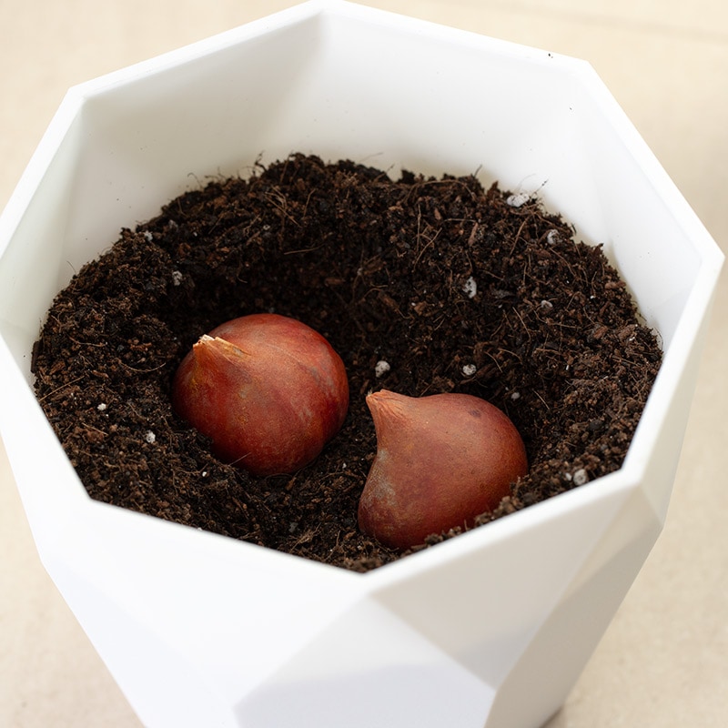 【直送商品A】ミッフィーと一緒に始めるチューリップ栽培セット