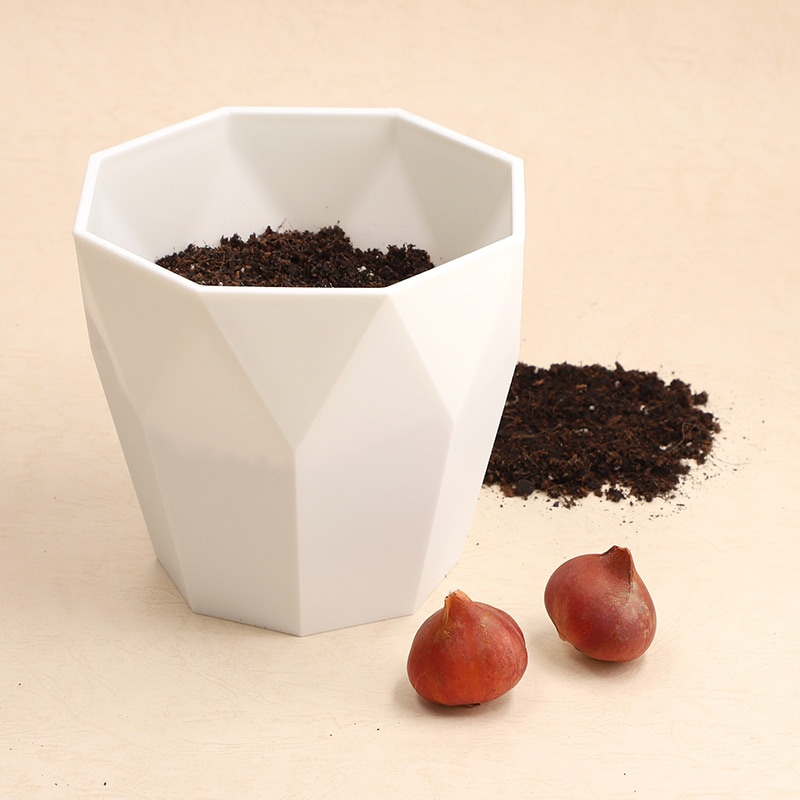 【直送商品A】ミッフィーと一緒に始めるチューリップ栽培セット