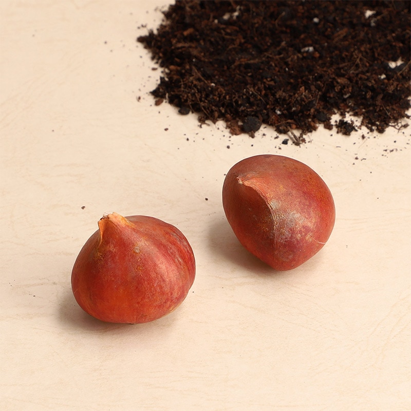 【直送商品A】ミッフィーと一緒に始めるチューリップ栽培セット