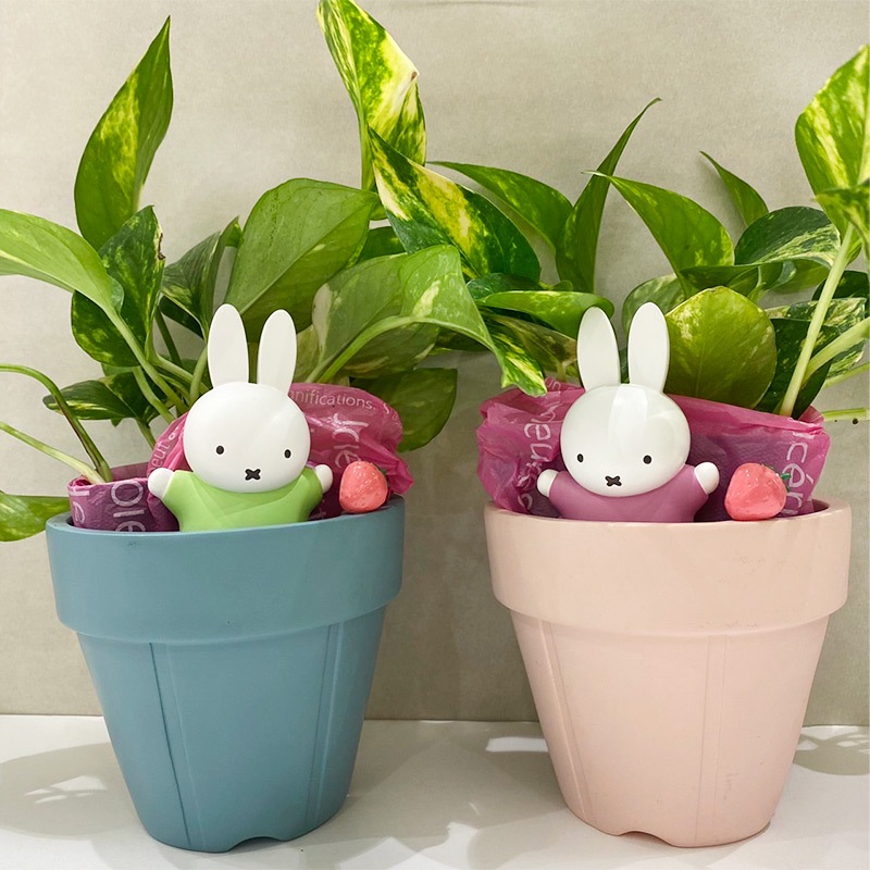 直送商品a ポトス ひょっこりピンク 生花アレンジメント 観葉植物 ミッフィーのお花屋さん Flower Miffy