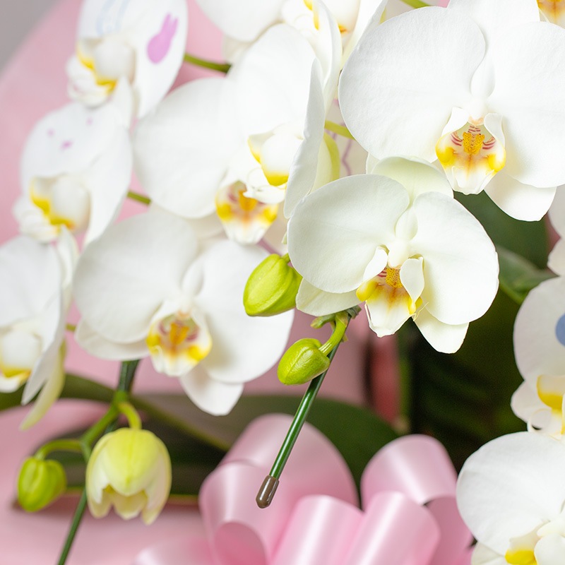 【直送商品E】Flower Miffy ミディ化粧蘭 3本立 おかお