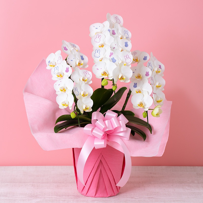 【直送商品E】Flower Miffy ミディ化粧蘭 3本立 おかお