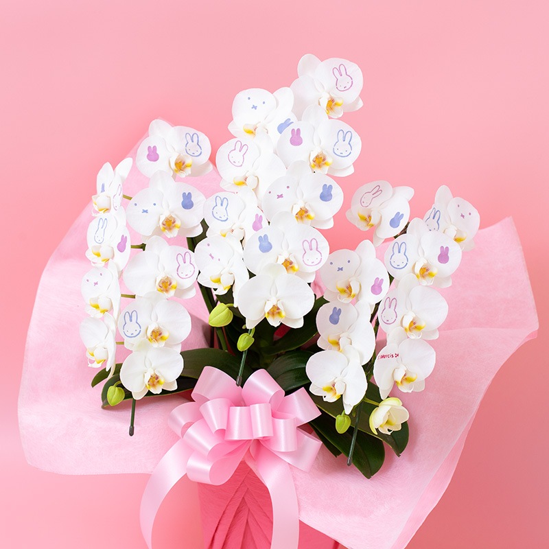 【直送商品E】Flower Miffy ミディ化粧蘭 3本立 おかお