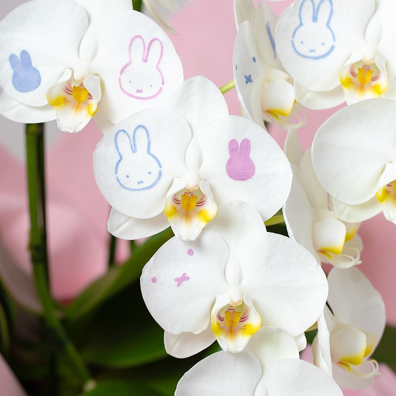 【直送商品E】Flower Miffy ミディ化粧蘭 3本立 おかお