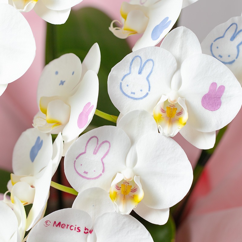 【直送商品E】Flower Miffy ミディ化粧蘭 3本立 おかお