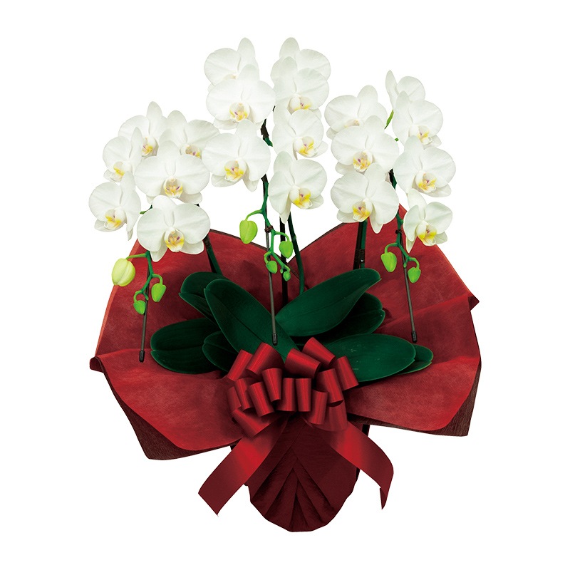 【直送商品E】ミディ胡蝶蘭 3本立 白