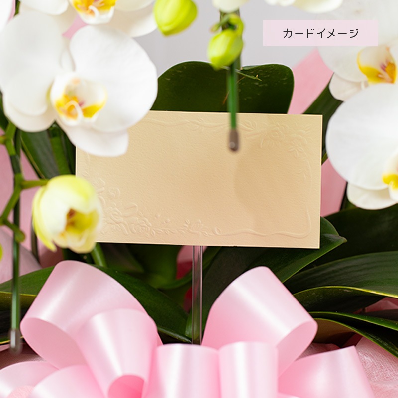 【直送商品E】ミディ胡蝶蘭 3本立 白