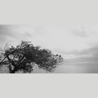 IGREBOW ˥塼ɥ˥ ɥơ Ƕʤäڡ[ 12] ܥ ƥꥢե ԥ㡼 ̿