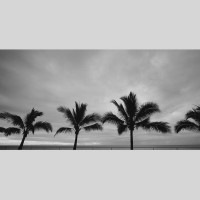 IGREBOW ˥塼ɥ˥ ɥơ̥ᥢ ߤΥ䥷ڡ[å 12] ܥ ƥꥢե ԥ㡼 ̿