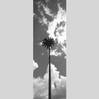 IGREBOW ˥塼ɥ˥ ɥơ ⡹ȶͤФ䥷ڡ[ 13] ܥ ƥꥢե ԥ㡼 ̿