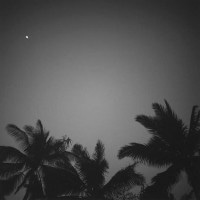 IGREBOW ˥塼ɥ˥ ɥơΥ䥷ڡ[ 11] ܥ ƥꥢե ԥ㡼 ̿